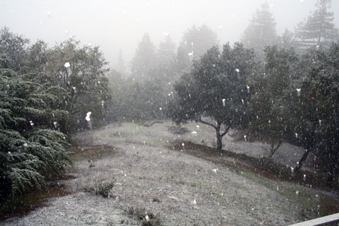 backyard winter