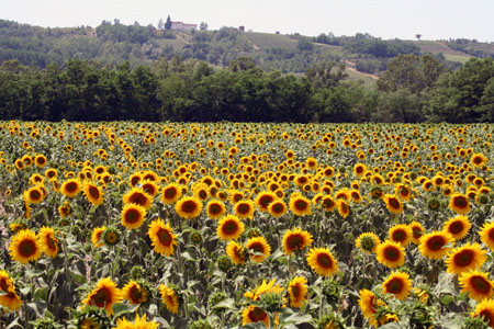 Sunflowers everywhere