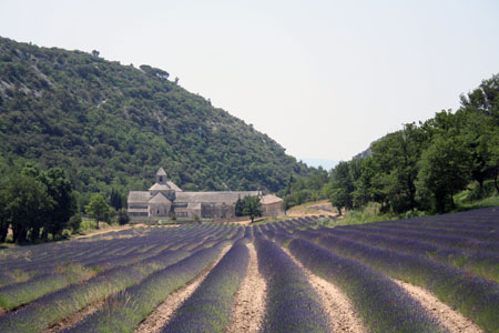 Lavendar Everywhere