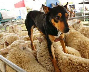 SHEEP SUCK